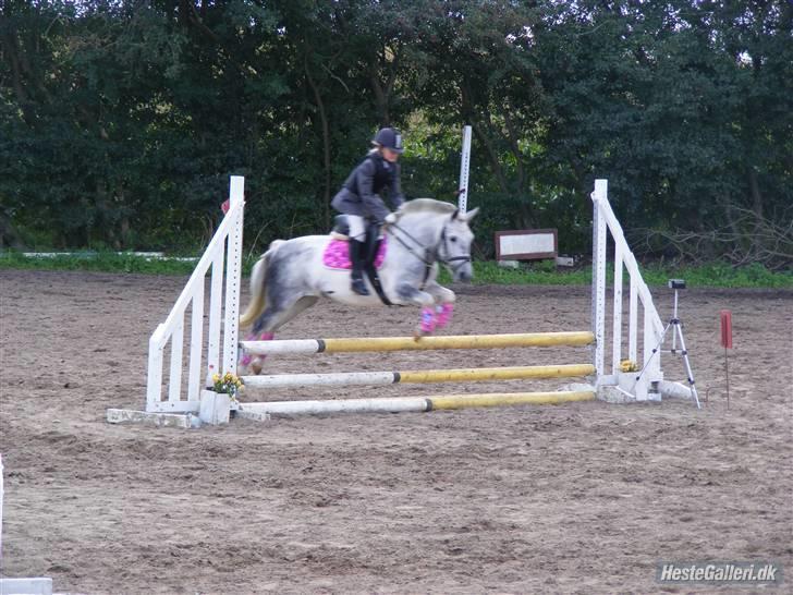 Hollandsk Sportspony vestergaards bianca - og så lige et lille hop på vejen billede 14