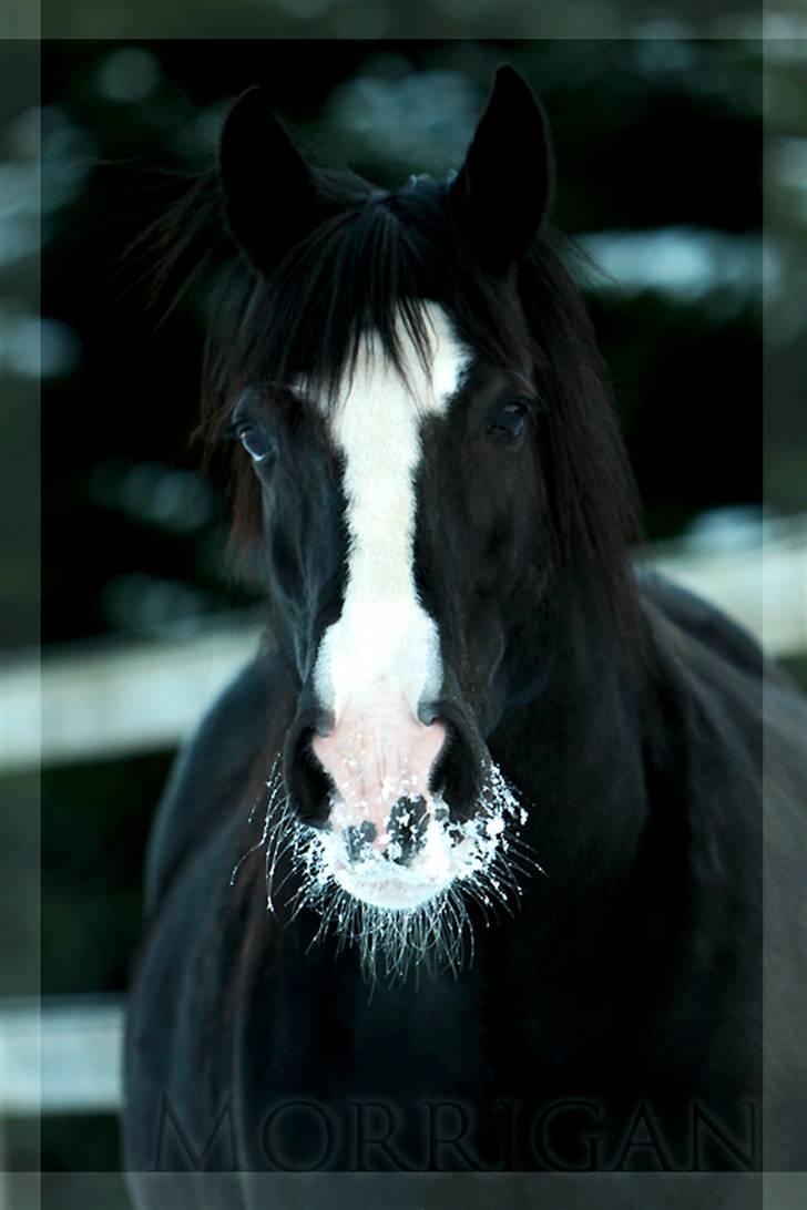 Irish Cob Crossbreed Morrigan STER & CHAMPION - NYT! (: billede 20