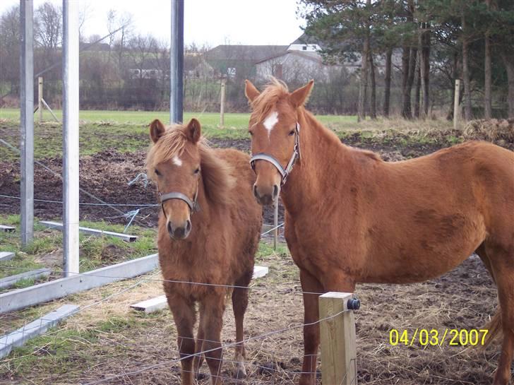 Anden særlig race Hestehuset`s Feline solgt - Feline og hendes lille søster Fanny April 2007 billede 6