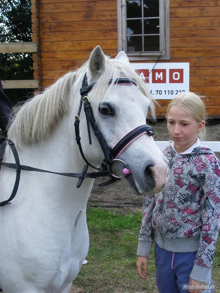Welsh Pony af Cob-type (sec C) waterlands pamela *solgt* - her står jeg og beundre min pony inden hun skal på banen med nathalie  billede 2