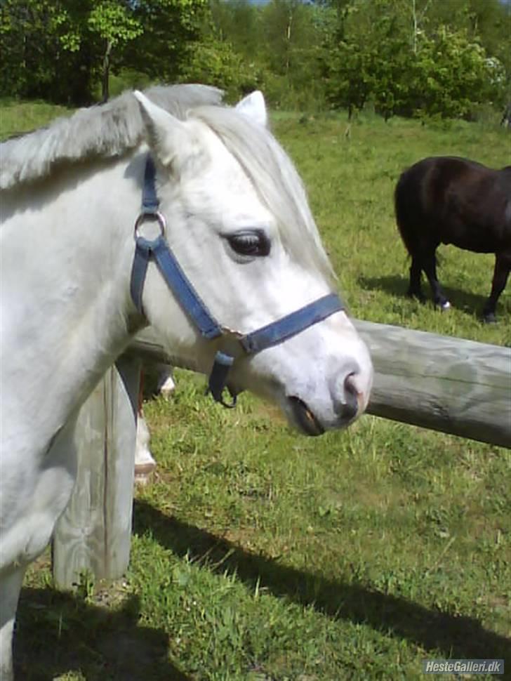 Welsh Pony af Cob-type (sec C) waterlands pamela *solgt* - og ja det er nu pæneste uden trense på hvad skal alle de remme gøre godt for?? billede 5