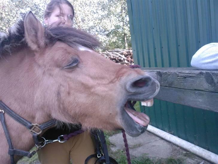 Anden særlig race Luna<3 (GL-part) billede 18