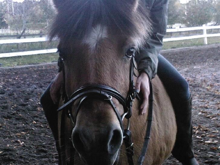 Anden særlig race Luna<3 (GL-part) billede 20