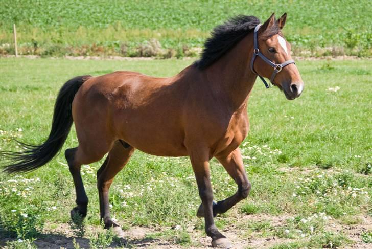 Belgisk varmblod Thibau - Thibau billede 1