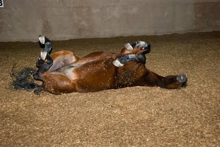 Belgisk varmblod Thibau - Dejligt med et rul efter endt træning billede 2