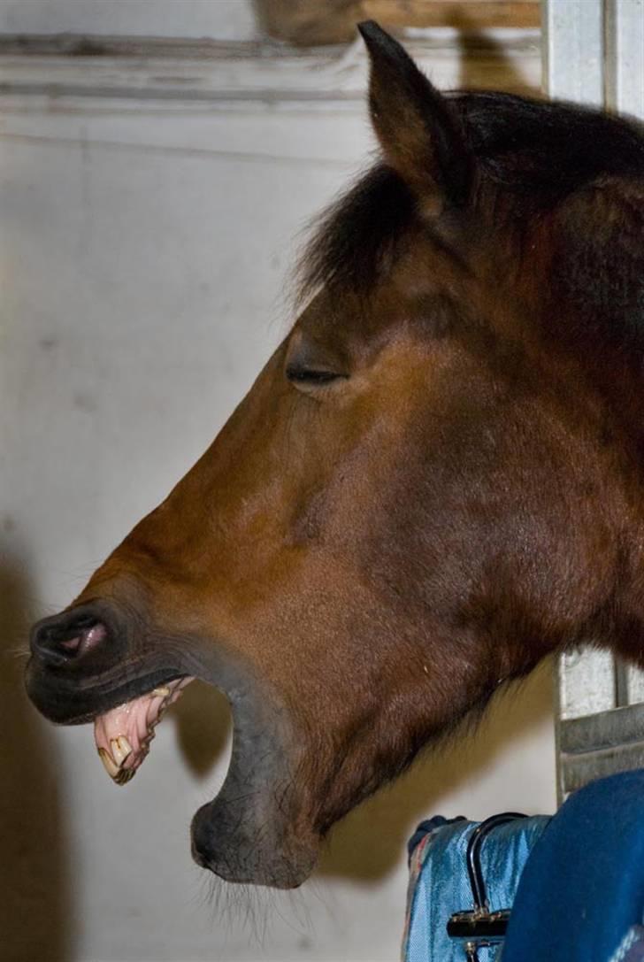 Belgisk varmblod Thibau - Lidt træt kan man godt blive billede 3