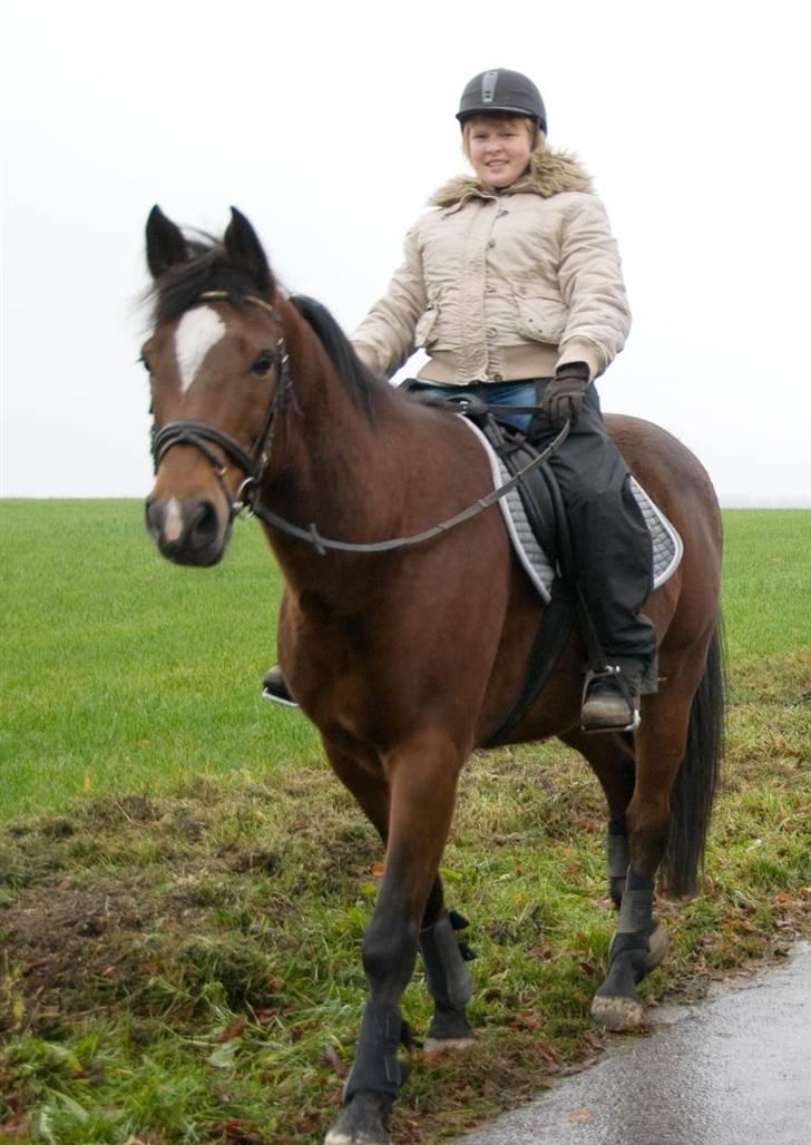 Belgisk varmblod Thibau - Os på tur billede 4