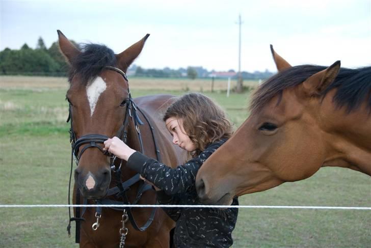 Belgisk varmblod Thibau - Thibau og min gamle hest Pichu sammen med Selina billede 5