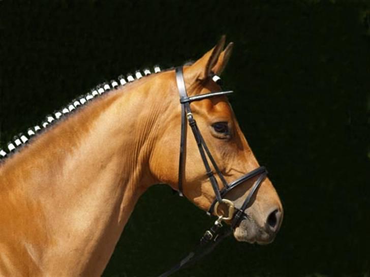 Trakehner Pichu - Til hoppekåring billede 1