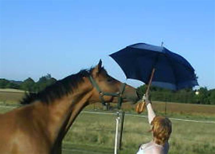 Trakehner Pichu - En ren Mary Poppins billede 2