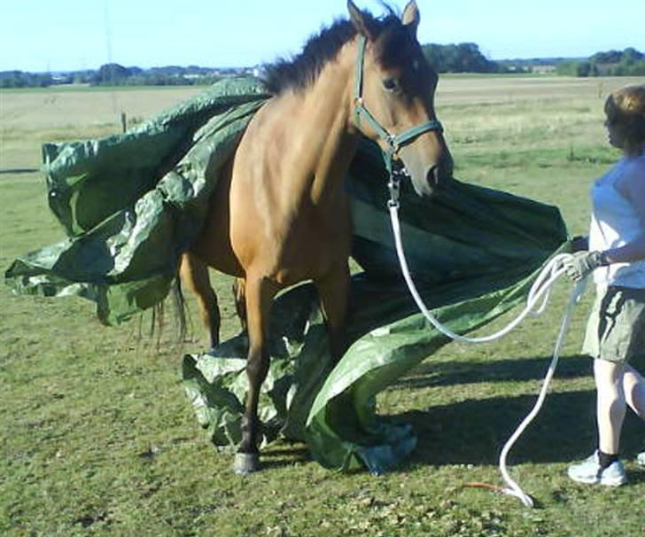 Trakehner Pichu - Træning med den farlige pressening billede 3