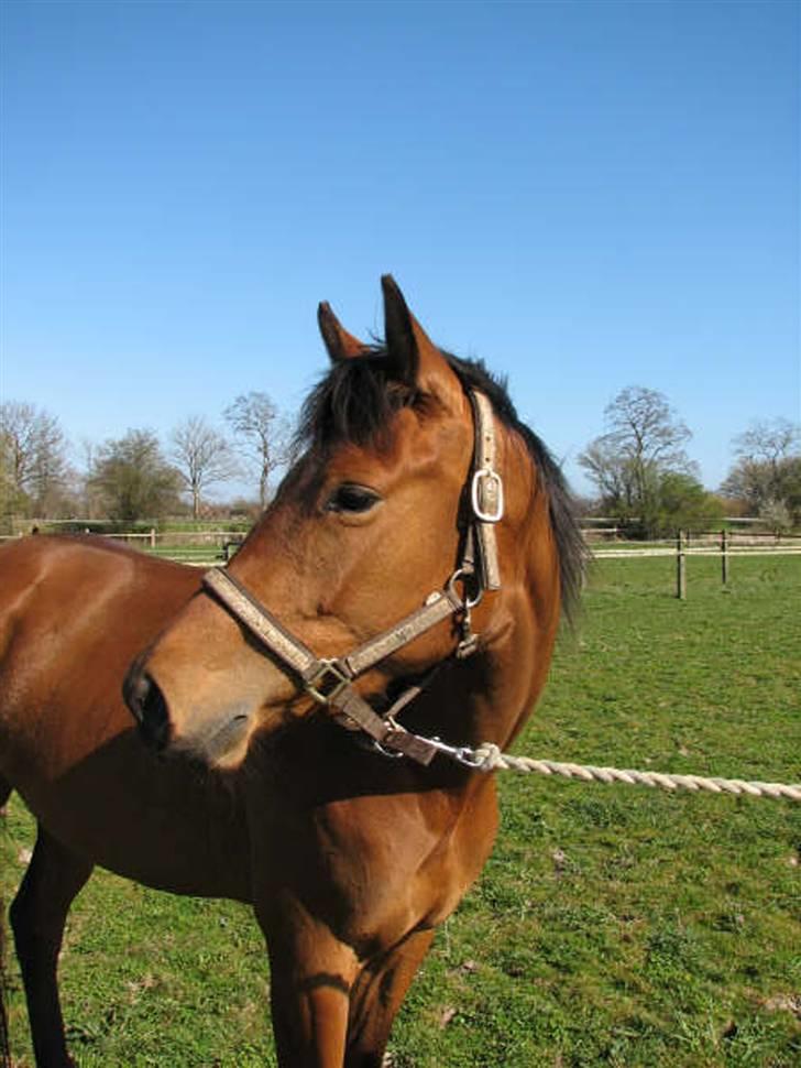 Trakehner Pichu - En lille spinkel 2-års billede 4