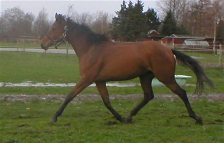 Trakehner Pichu - En lille spinkel 2-års der godt kan finde ud af at flytte sine ben... billede 5