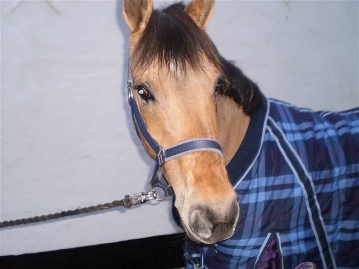 Anden særlig race Sasja R.I.P billede 9