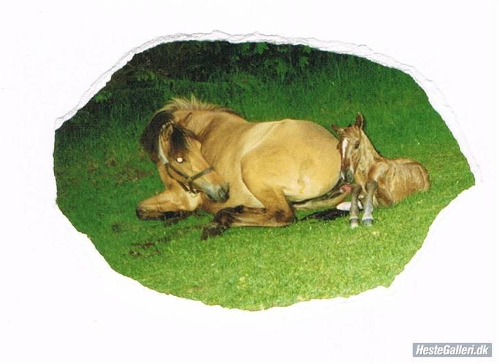 Anden særlig race Sasja R.I.P - da hun foler mange år siden billede 12