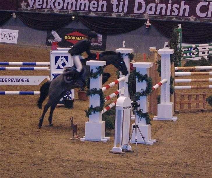 DSP Bæklunds Capone A-PONY - første SB, blev nr. 6 <3 du er fantastisk pony :´) <3 Foto: Stinne billede 7