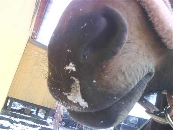 New Forest Fleur - gamle part. - Lidt sne på mulen Ö<3 billede 19