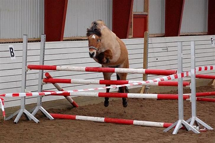 Anden særlig race Tulle p - Tulle til Løsspringning taget af sanne fra vase hus billede 1