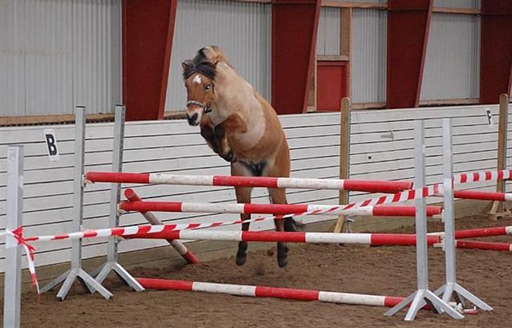 Anden særlig race Tulle p - Tulle til Løsspringning taget af sanne fra vase hus billede 2