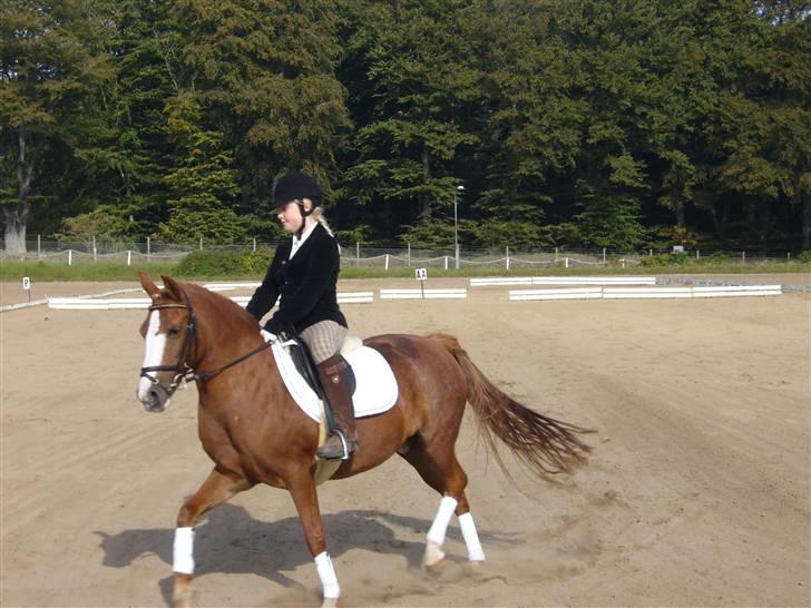 DSP sara *pension* billede 3