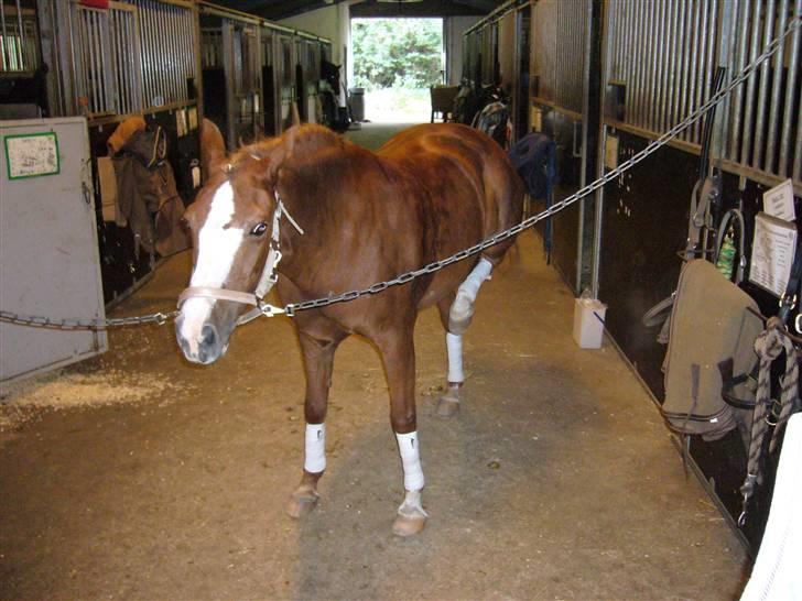 DSP sara *pension* billede 6