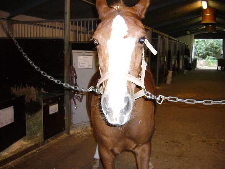 DSP sara *pension* billede 9