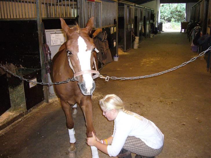 DSP sara *pension* billede 10