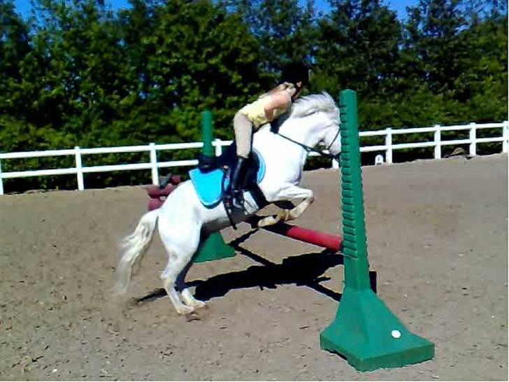 Welsh Mountain (sec A) Møllegaards Flamme (solgt - så prøver vi for første gang at springe 80 cm billede 18