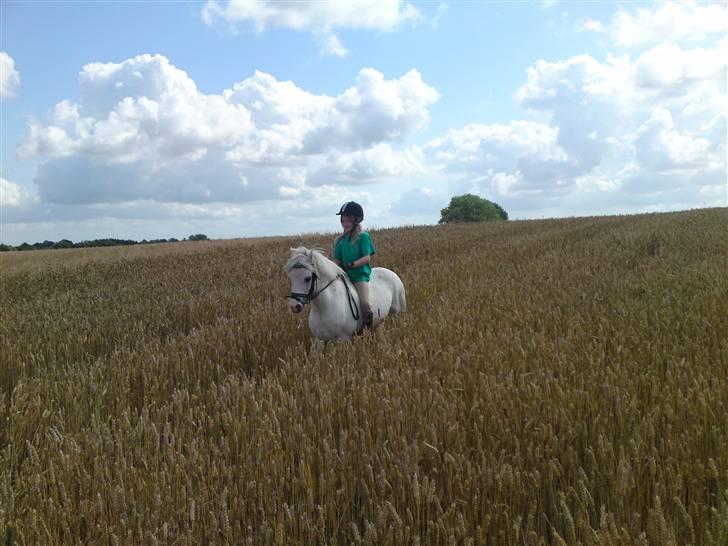 Welsh Mountain (sec A) Møllegaards Flamme (solgt - sommerferiehygge billede 19