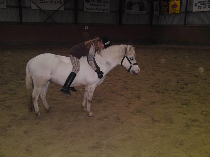 Welsh Mountain (sec A) Møllegaards Flamme (solgt - mig og flamme .flamme er løs men går ingen vejne når jeg er på ham  billede 20