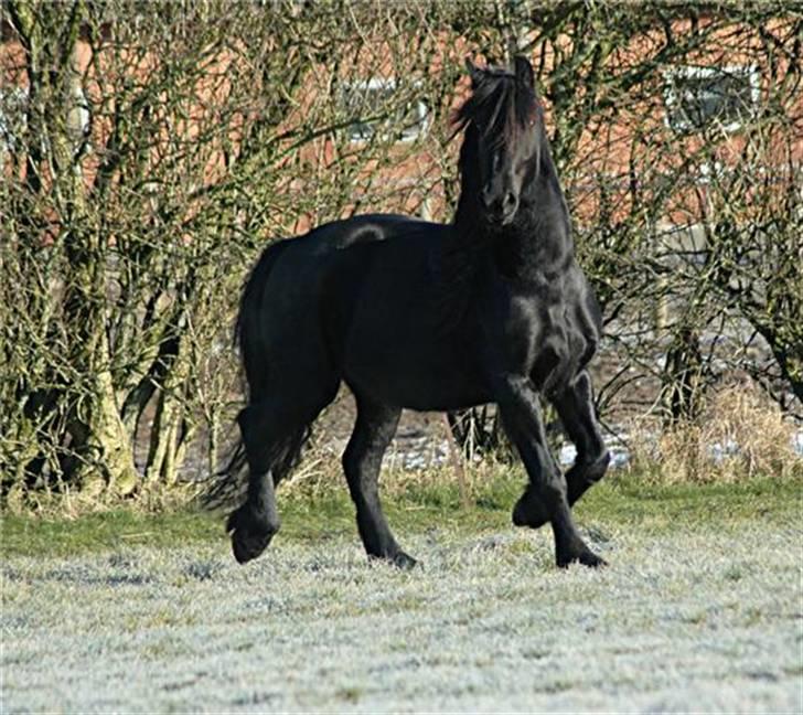 Frieser Hylske P.T.  gl passer billede 3