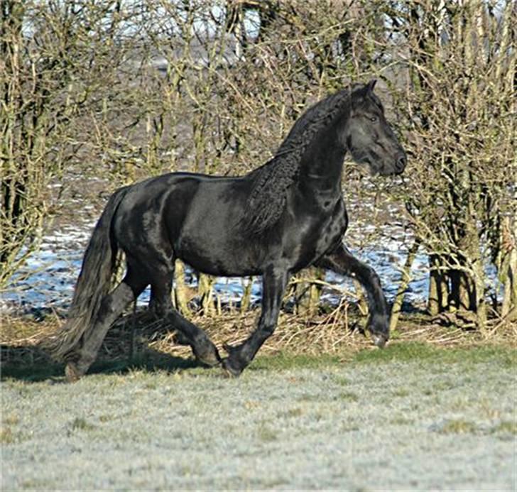 Frieser Hylske P.T.  gl passer billede 4