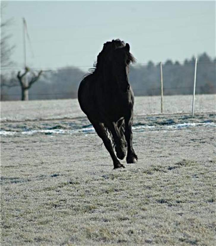 Frieser Hylske P.T.  gl passer - weee her kommer jeeg billede 6