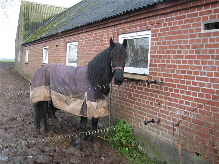 Frieser Hylske P.T.  gl passer billede 12