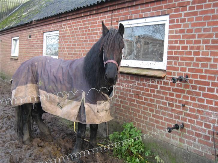 Frieser Hylske P.T.  gl passer billede 13