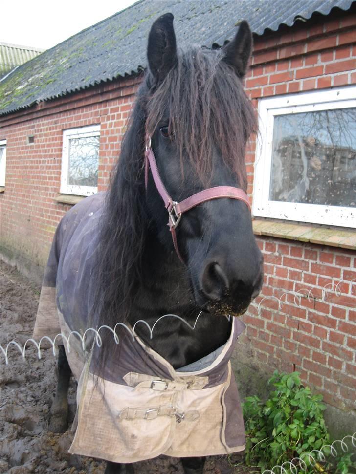 Frieser Hylske P.T.  gl passer billede 14