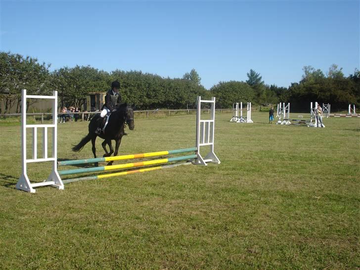 New Forest gl part:´( Bonette<3 - #1 bonette i flyvende fart billede 1