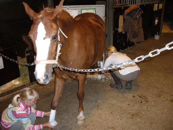 DSP sara *pension* billede 13