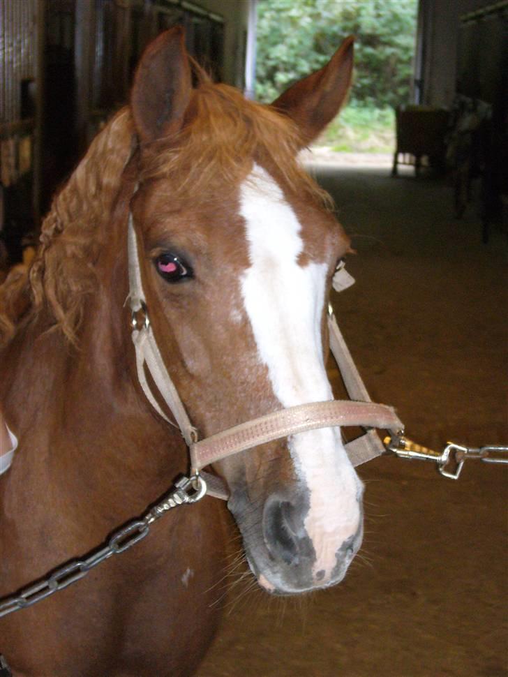 DSP sara *pension* billede 15