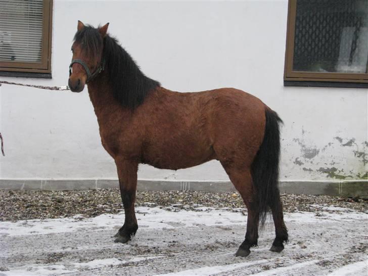 Kaspisk hest Semi    billede 1