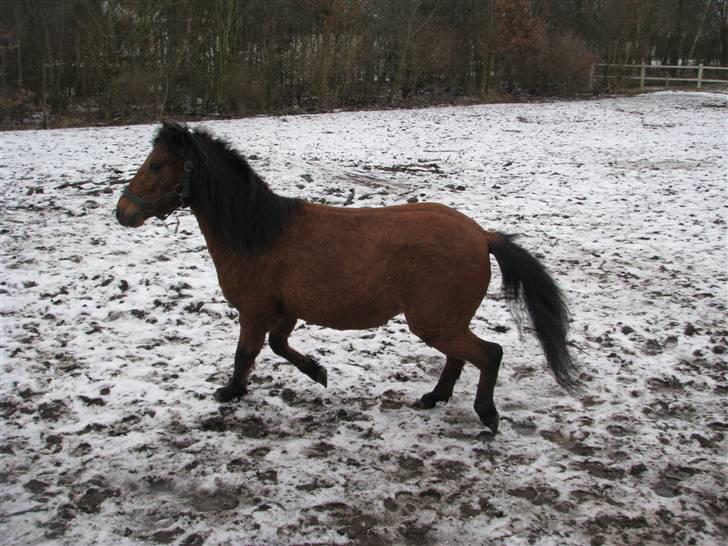 Kaspisk hest Semi    billede 4