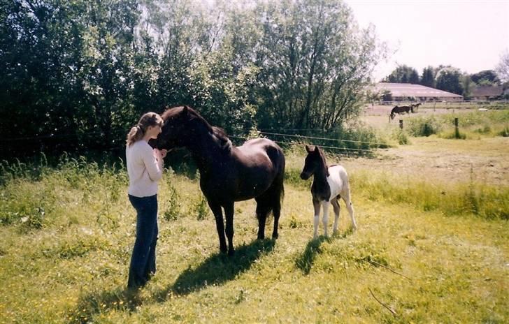Islænder Floka fra Lindebjergvej - Mor og datter <3  billede 16