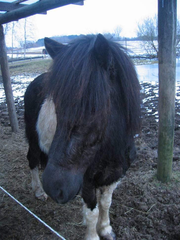 Islænder Floka fra Lindebjergvej - floka <33  billede 18