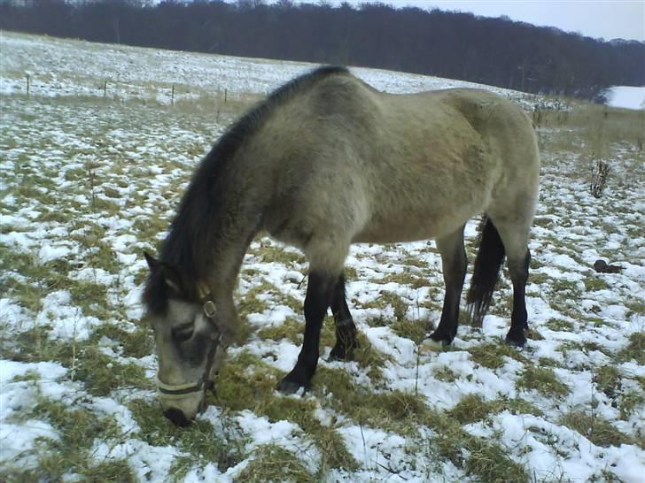 Connemara Goldie solgt:(  - Goldie på fold det nye sted<´3 billede 20