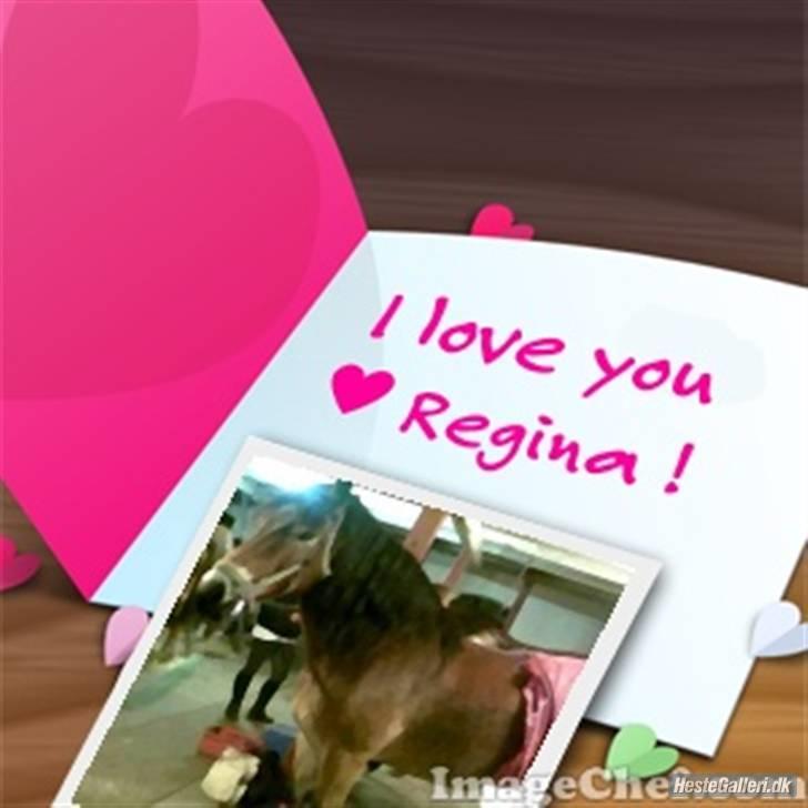 Nordsvensk Skovhest Baunehøj´s Regina billede 17