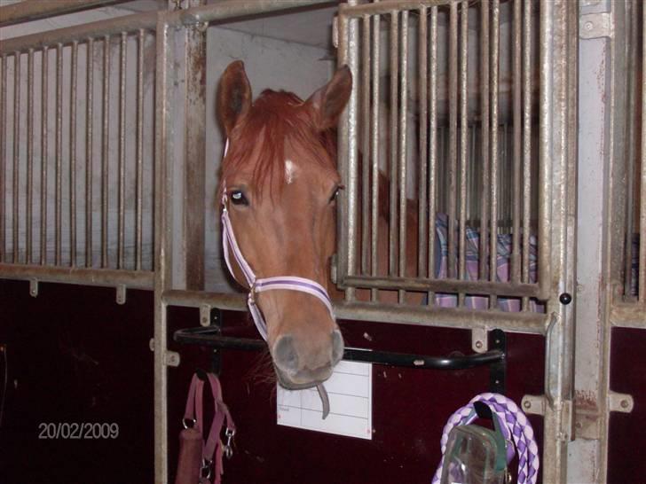 Anden særlig race Hope billede 1