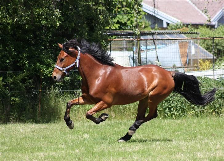 Anden særlig race Magnus DRØMME PONYEN)<3 - lb kun min 2 lb , han elsker det bare billede 15