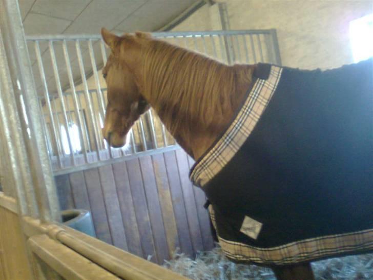 Traver Chalup Bangsbo billede 6