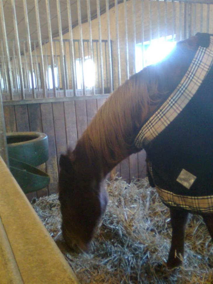 Traver Chalup Bangsbo billede 7