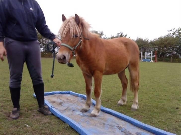 Anden særlig race Speedy (solgt) - Han er super dygtig og modig =D han tager det hele i stiv arm og er utrolig cool =D billede 1